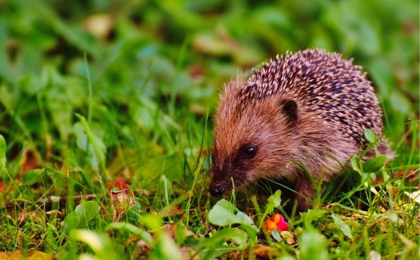 an image of a hedgehog sitting in grass